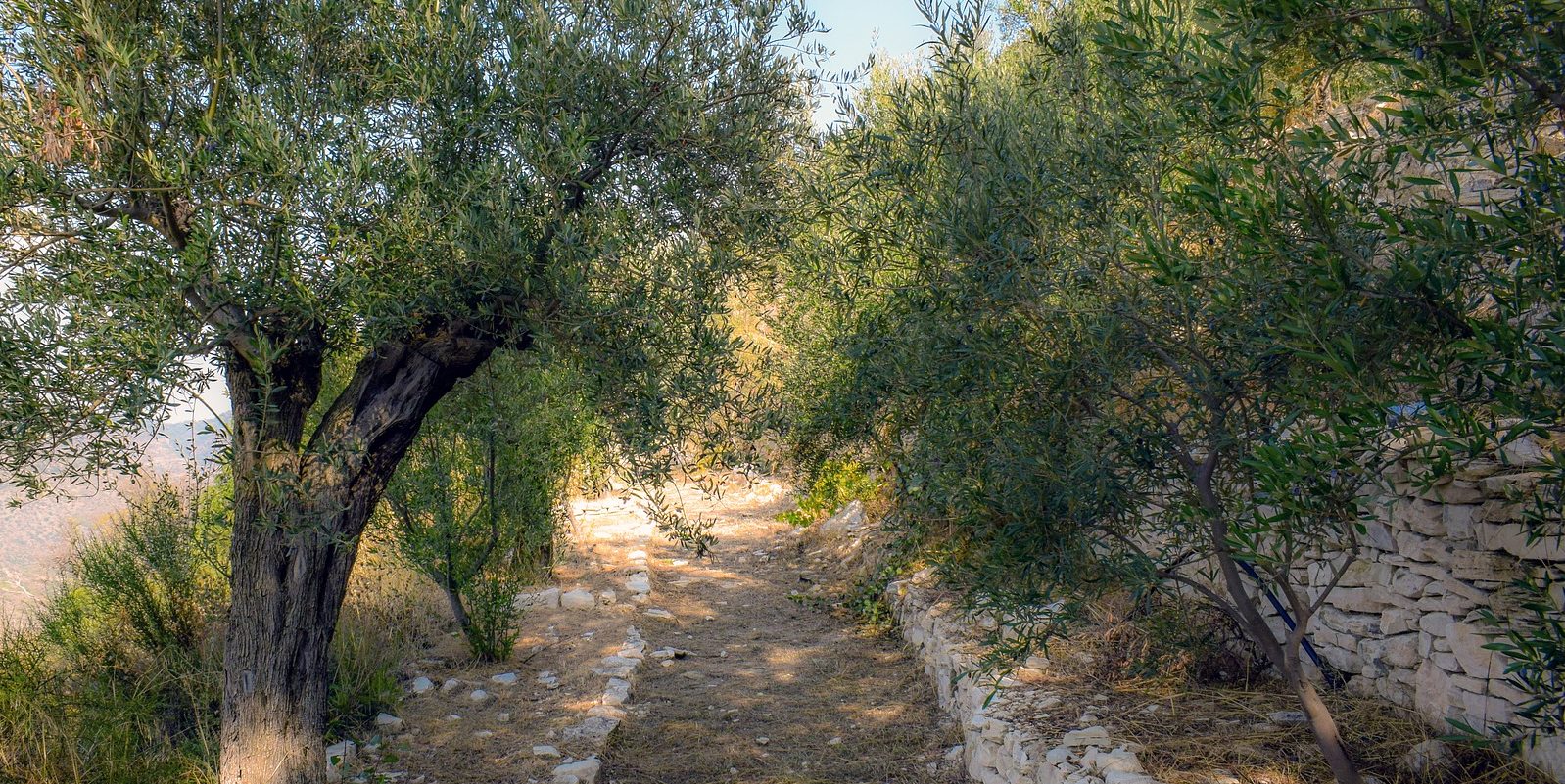 olive-grove-g1846be010_1920
