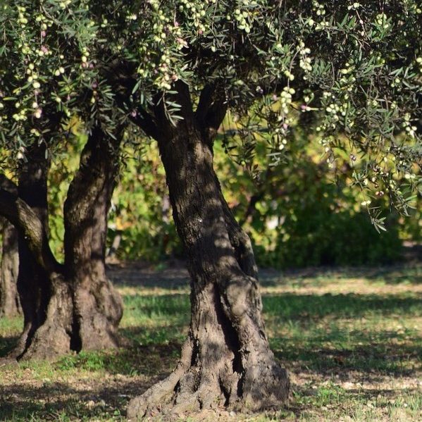 olives-1752199_1280